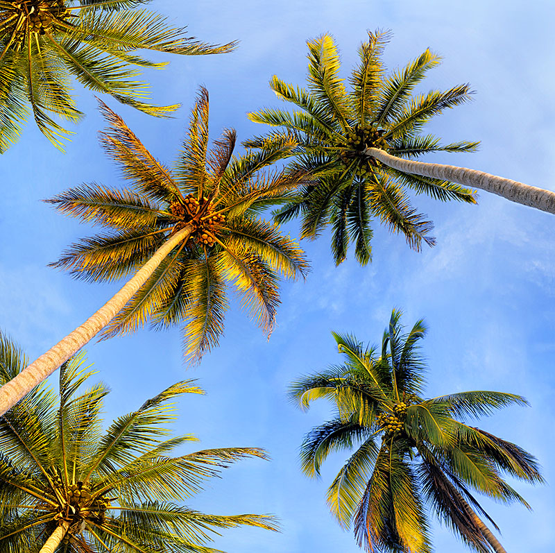 Coconut trees 01